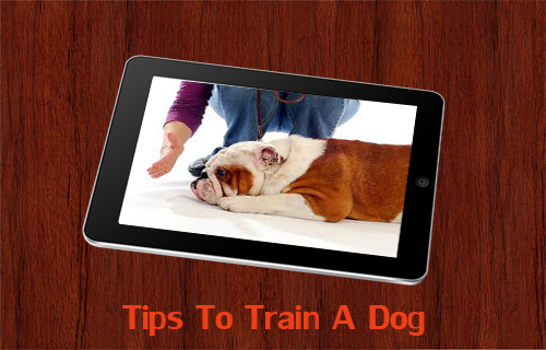 训练一只小狗大全app下载|训练一只小狗大全下